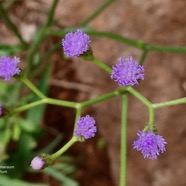 Cyanthillium cinereum.herbe le rhum.herbe goni.asteraceae.espèce envahissante. (1).jpeg